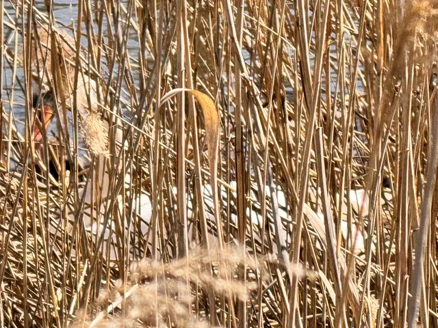 Foto: Heide Böllinger aus Bad Friedrichshall