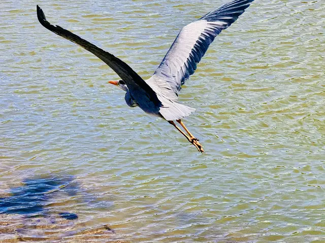 Foto: Heide Böllinger aus Bad Friedrichshall