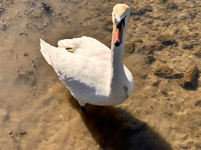 Foto: Heide Böllinger aus Bad Friedrichshall