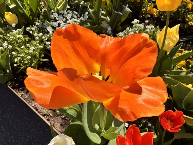 Foto: Heide Böllinger aus Bad Friedrichshall