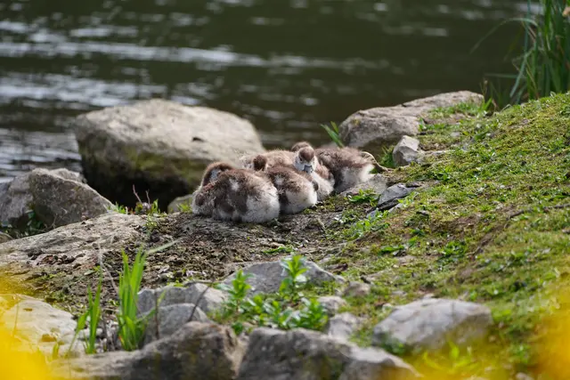 Getarnt wie Steine... | Foto: Moni Bordt