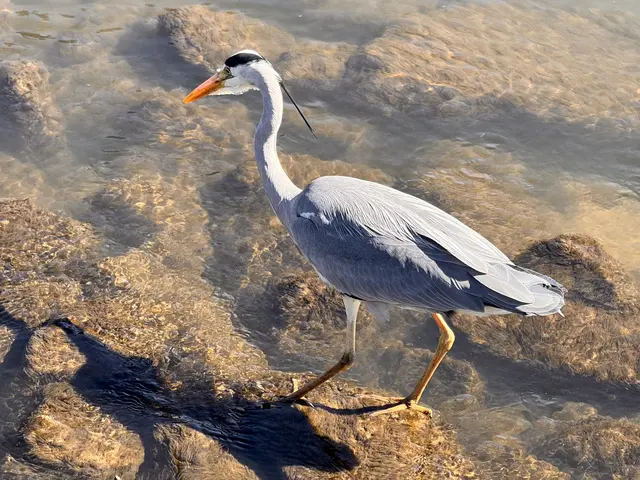 Foto: Heide Böllinger aus Bad Friedrichshall
