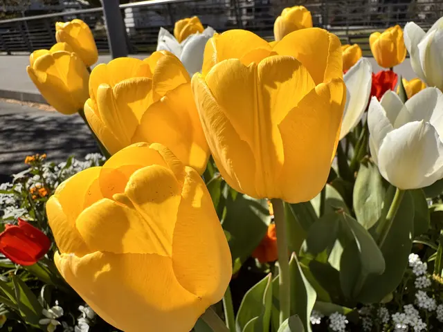 Foto: Heide Böllinger aus Bad Friedrichshall