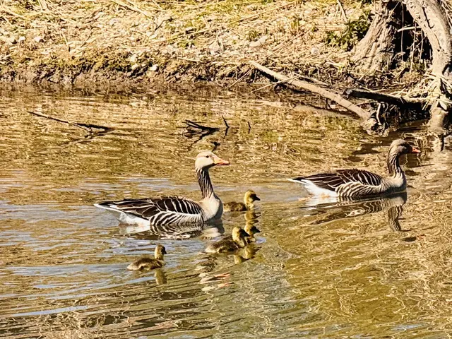 Foto: Heide Böllinger aus Bad Friedrichshall