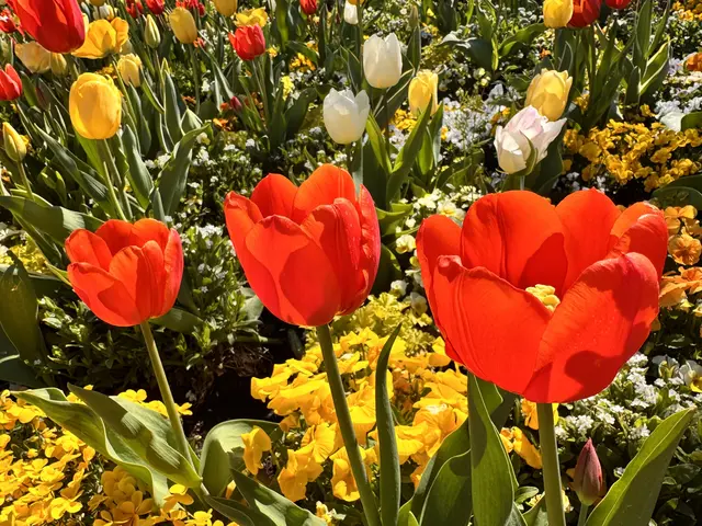 Foto: Heide Böllinger aus Bad Friedrichshall