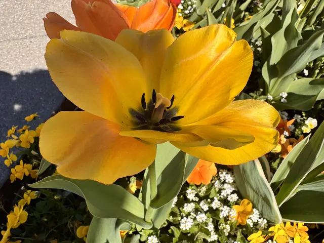 Foto: Heide Böllinger aus Bad Friedrichshall