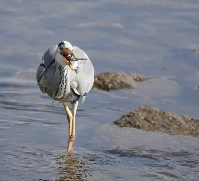 Glück für den Reiher - Pech für den Fisch | Foto: Moni Bordt