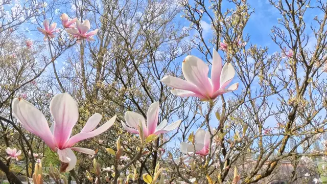 Foto: Heinrich Brehm