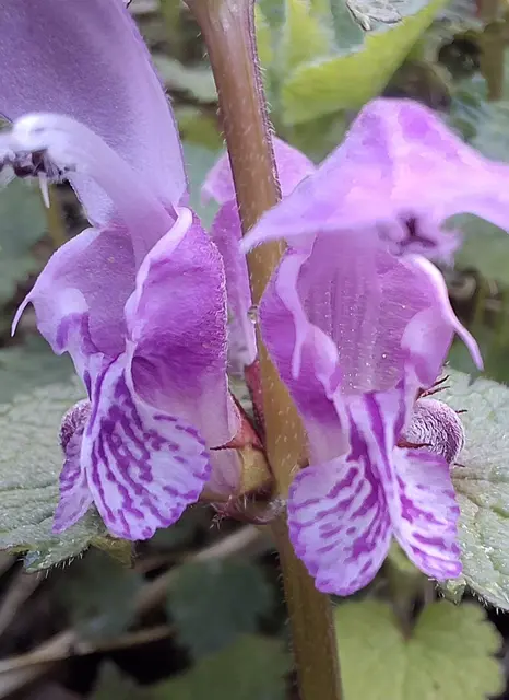 Buntnessel | Foto: Norbert Sanftmann