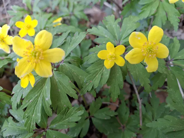 gelbe Buschwindröschen | Foto: Norbert Sanftmann