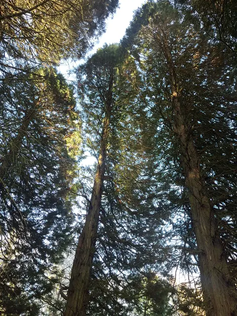 Mammutbäume | Foto: Norbert Sanftmann