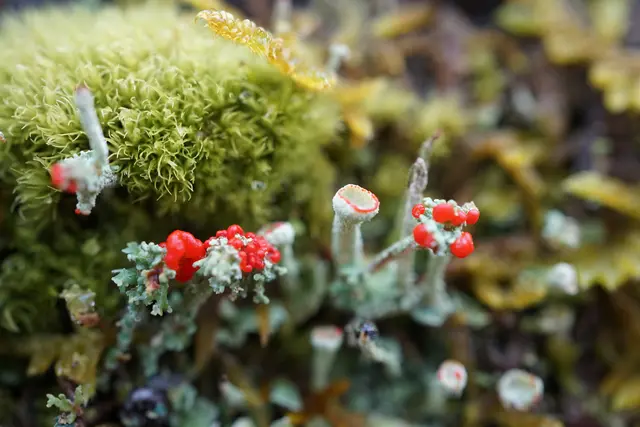 Becherflechten | Foto: Helmut Brehm