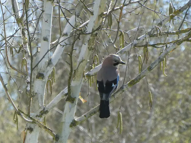 Eichelhäher | Foto: Helmut Brehm