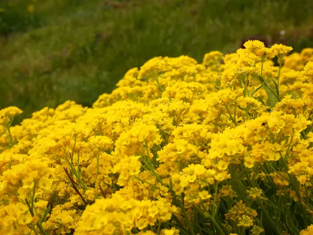 Bei genauerem Hinsehen finden sich viele Mini-Insekten.   | Foto: sigischlottke