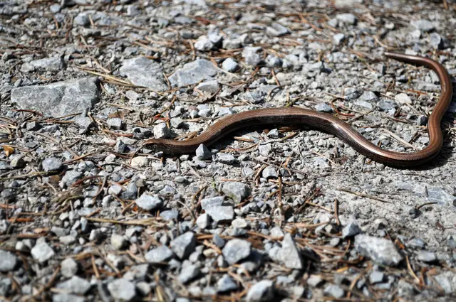 Auf dem steinigen Waldweg ist es einfach verlockend warm wenn die Sonne scheint. | Foto: Daniela Somers