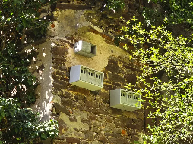 Nistkästen für Mauersegler, oben, und Sperlinge, unten, im Schlosskirchenpark.   | Foto: Heidrun Rosenberger