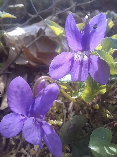 Veilchen | Foto: Norbert Sanftmann