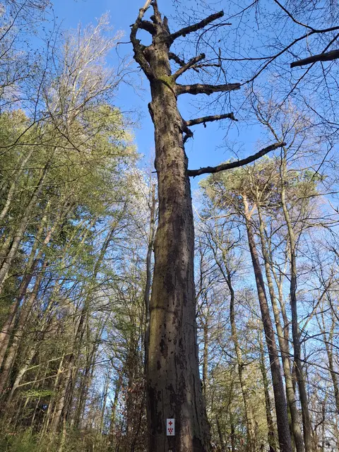 Foto: Norbert Sanftmann