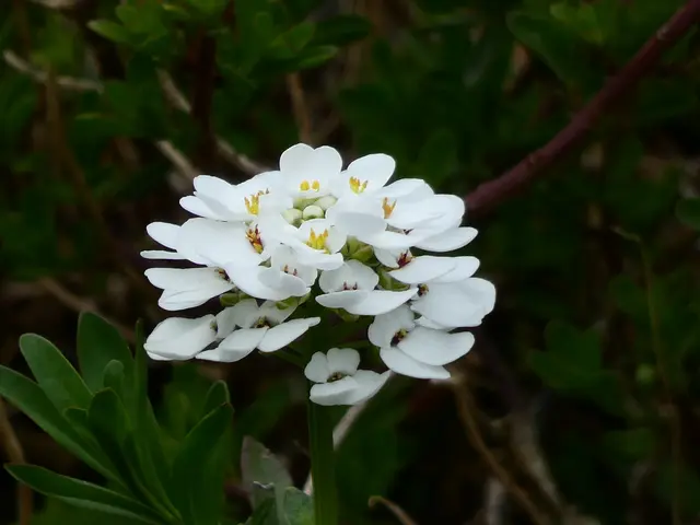 Schleifenblume. | Foto: sigischlottke