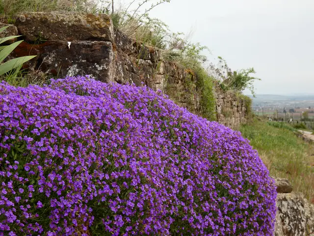 Ein lilaweiches Blaukissen.  Da könnte man gut drauf ruhen 😉.  | Foto: sigischlottke