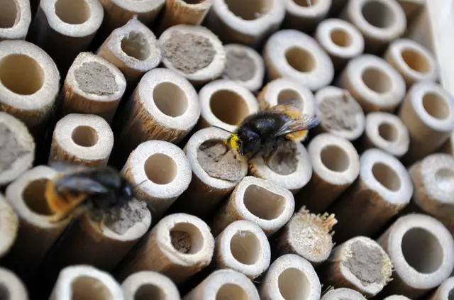 Warten auf die richtige Flugtemperatur. Diese Biene hat sogar noch Pollen am Köpfchen. | Foto: Daniela Somers