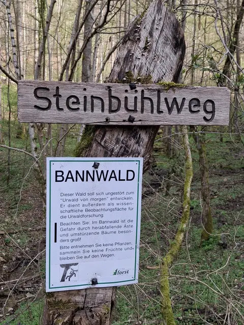 BannWald | Foto: Norbert Sanftmann