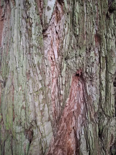 Rinde Mammutbaum | Foto: Norbert Sanftmann