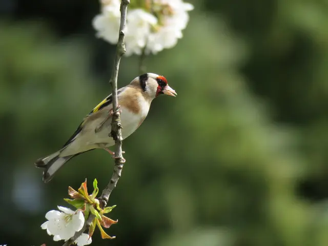 Distelfink  | Foto: Helmut Brehm