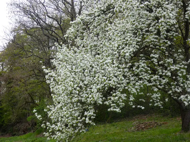 Ein uralter Baum hängt seinen Blütenschmuck bis auf die Erde.   | Foto: sigischlottke