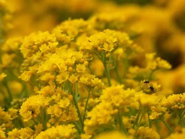 Überraschende "Viecher" auf dem Steinkraut. | Foto: sigischlottke