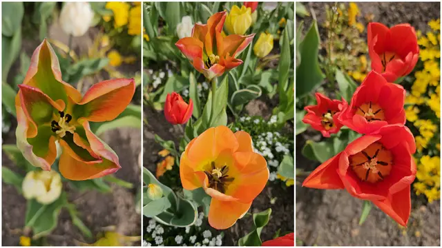 Foto: Heinrich Brehm