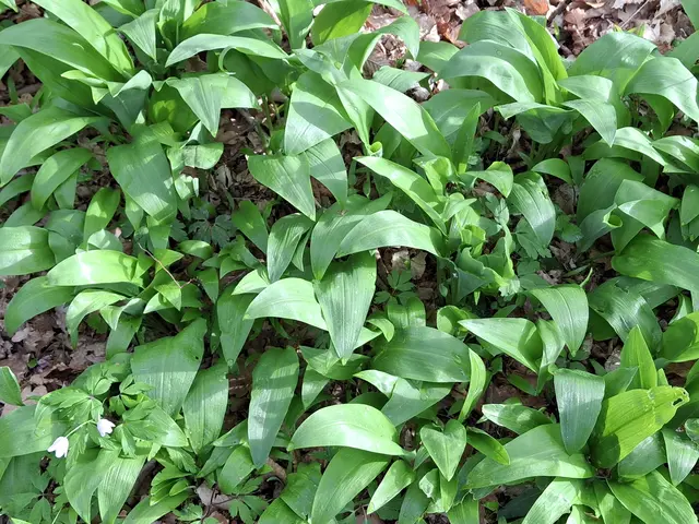 Bärlauch | Foto: Norbert Sanftmann