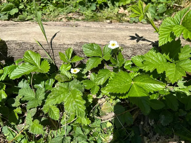 Da kommen dann bal die schmackhaften Walderdbeeren | Foto: Albverein Weinsberg