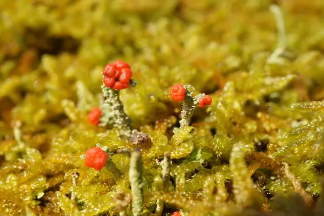 Becherflechten | Foto: Helmut Brehm