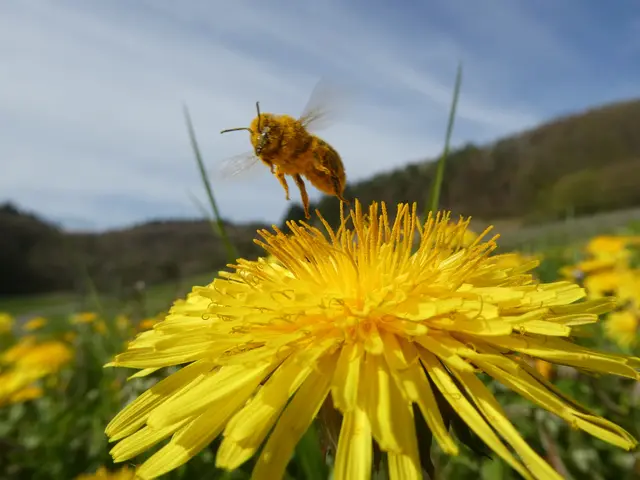 Biene im Anflug auf Löwenzahn. Völlig eingestaubt! | Foto: Helmut Brehm