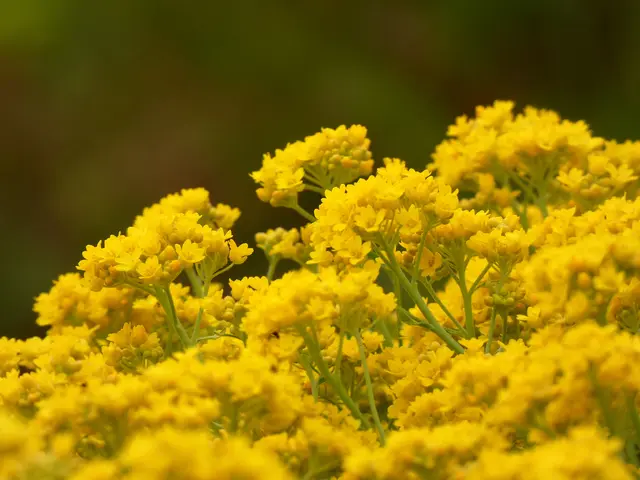 Das gelbe Steinkraut ist wirklich betörend.  | Foto: sigischlottke