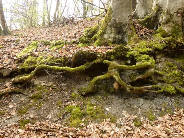 Bizarre Wurzeln halten den Baum.  | Foto: sigischlottke