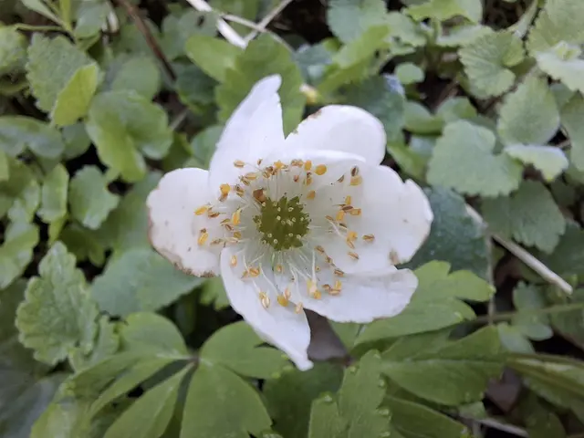 Buschwindröschen | Foto: Norbert Sanftmann