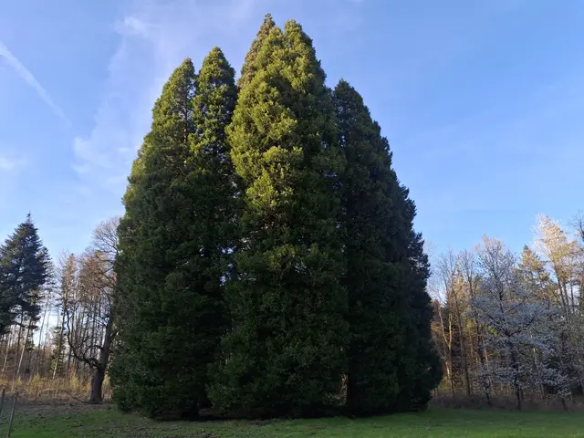 Mammutbäume | Foto: Norbert Sanftmann