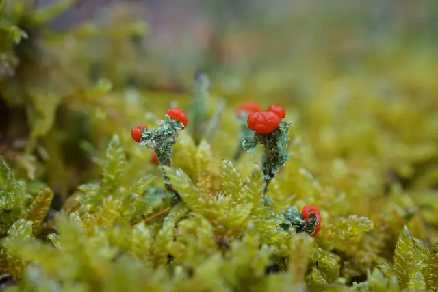 Becherflechten | Foto: Helmut Brehm