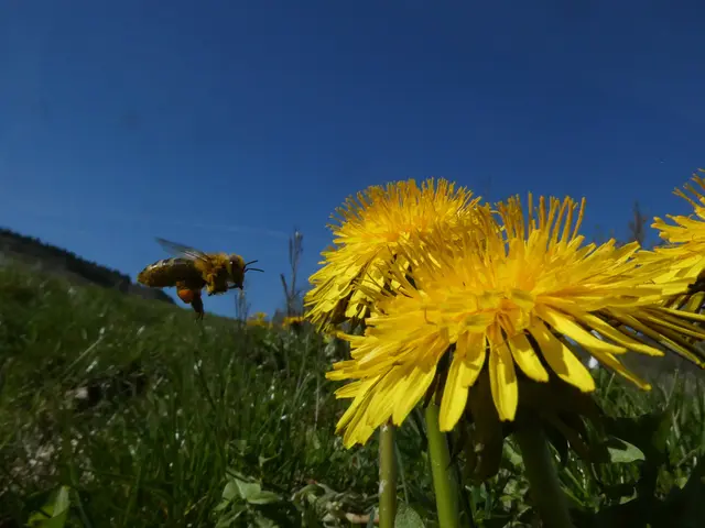 Biene im Anflug auf Löwenzahn | Foto: Helmut Brehm