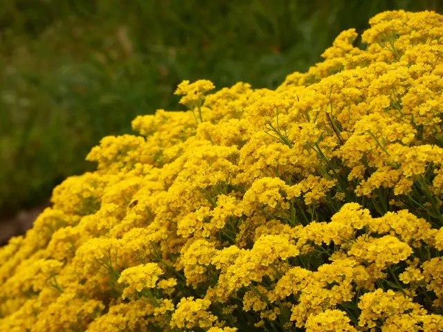 Leuchtend gelbes Steinkraut. | Foto: sigischlottke