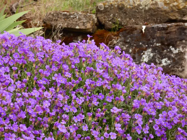 So hübsche Blüten.   | Foto: sigischlottke