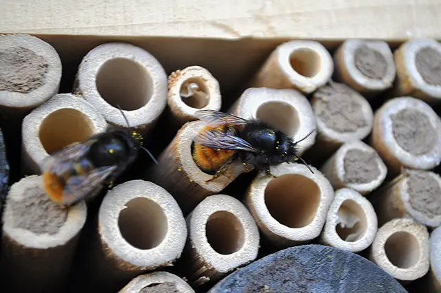 So langsam kommen die Bienen aus ihren Löchern. Dort haben sie die Nacht verbracht und sich so warm gehalten. | Foto: Daniela Somers