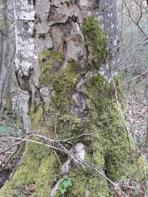 Foto: Norbert Sanftmann