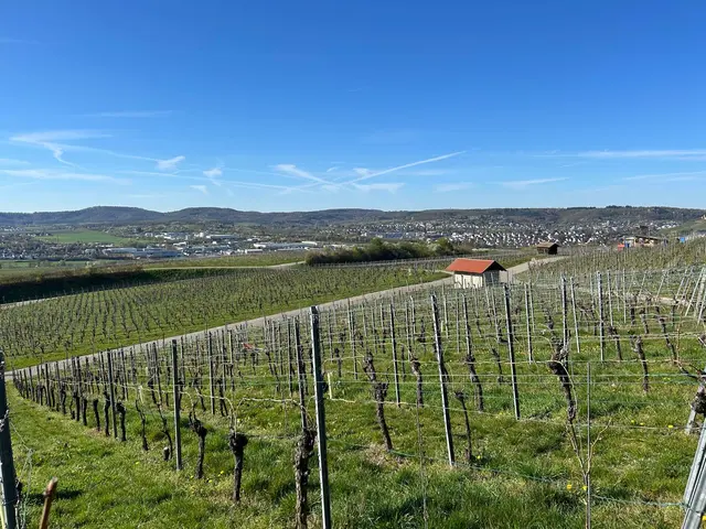 ganz in der Ferne Weinsberg | Foto: Albverein Weinsberg