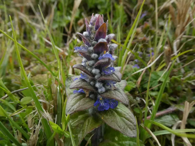 Kriechender Günsel | Foto: Helmut Brehm