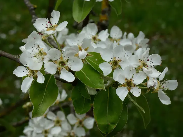 Wunderschöne Blüten  | Foto: sigischlottke