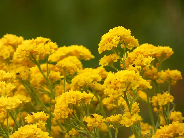 Noch ein letztes gelbes Bild.   | Foto: sigischlottke