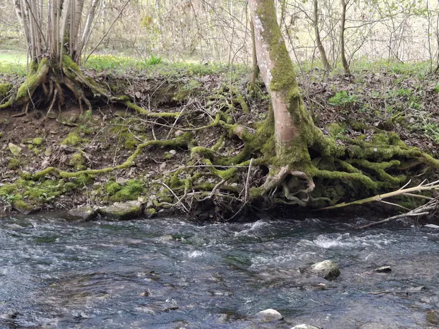 Sall | Foto: Norbert Sanftmann